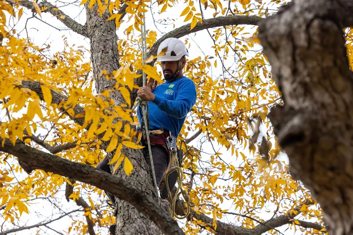 Skilled Tree Pruning crew working in Elmwood