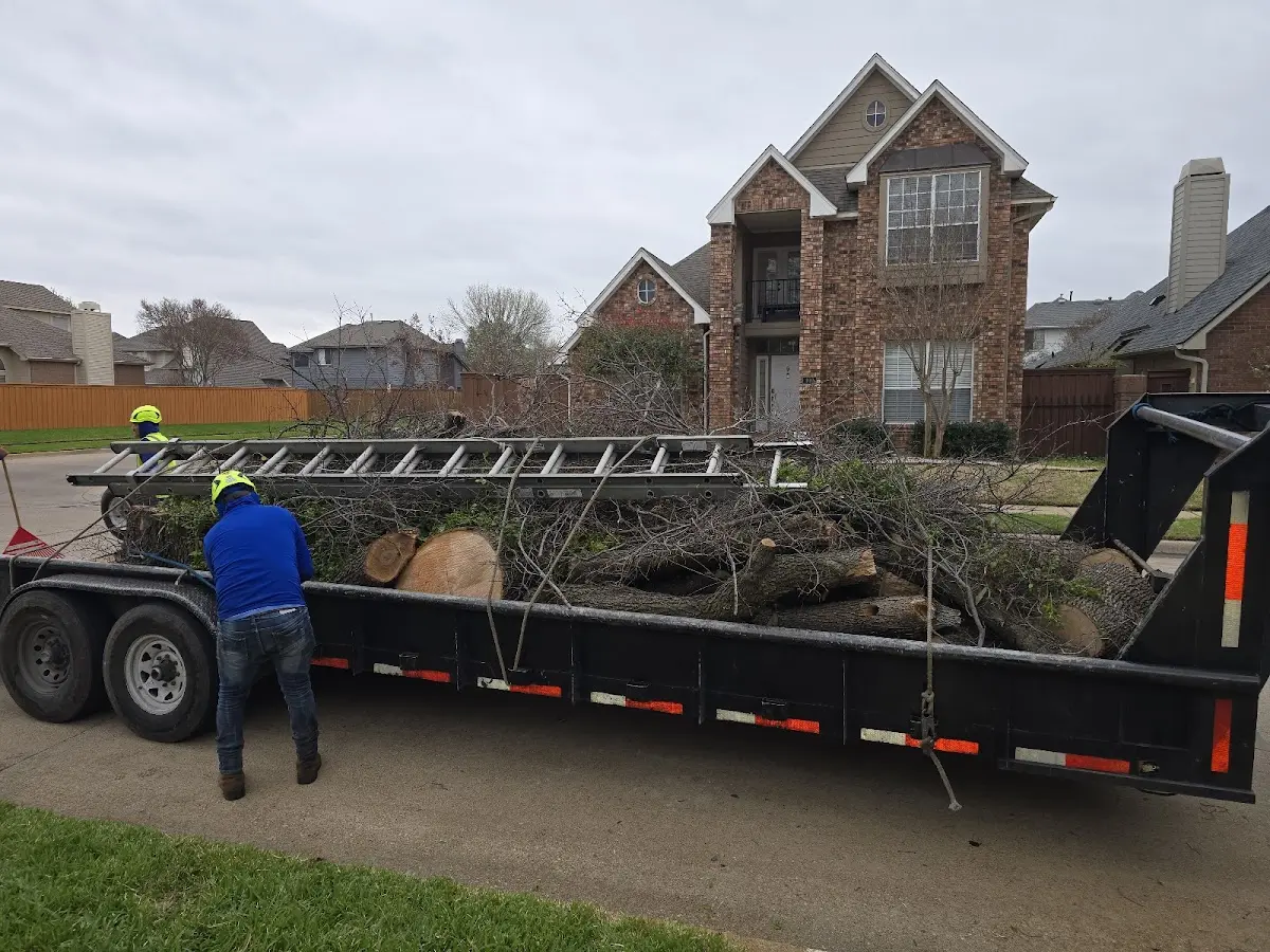 Expert Deadwooding with proper safety equipment in Elmwood